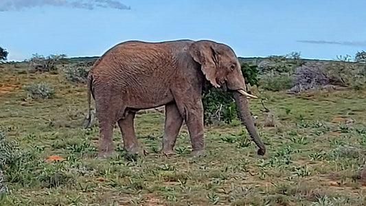 The Gentle Brush – Elephant Watercolour Workshop 3rd May 2025