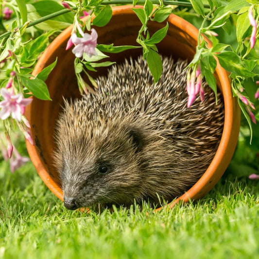 I Found a Prickle of Paint -  Hedgehog -     21 November 2026