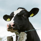 Ewe Talking To Me- Giving Character to a farmyard animal - 26 September 26