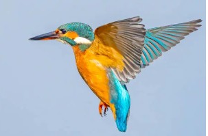 Kingfisher Workshop Saturday 28th of March 2026