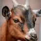 Ewe Talking To Me- Giving Character to a farmyard animal - 26 September 26