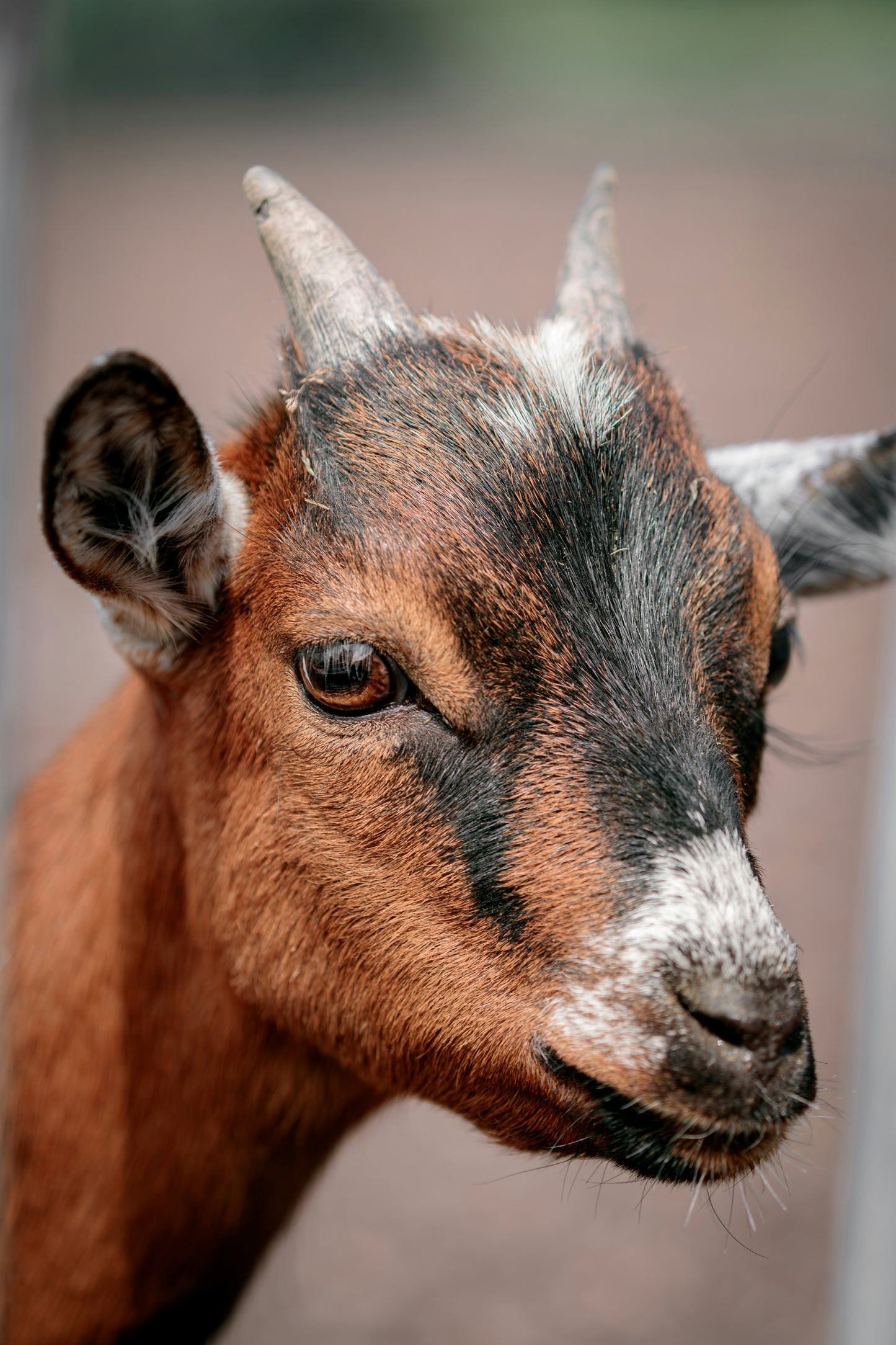 Ewe Talking To Me- Giving Character to a farmyard animal - 26 September 26