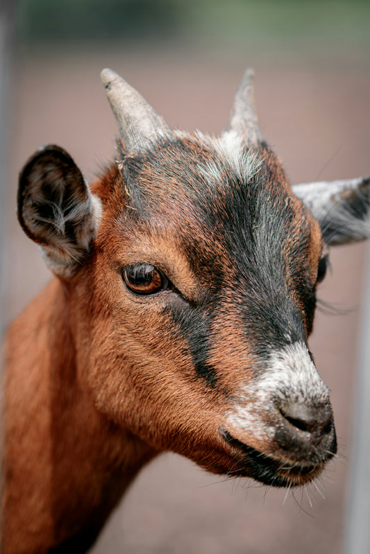 Ewe Talking To Me- Giving Character to a farmyard animal - 26 September 26