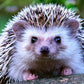 I Found a Prickle of Paint -  Hedgehog -     21 November 2026