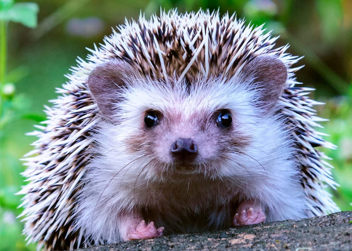 I Found a Prickle of Paint -  Hedgehog -     21 November 2026