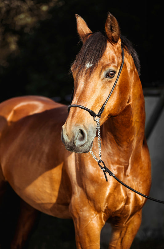 Horse Workshop Saturday 9th of May 2026